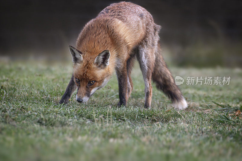 红狐(Vulpes Vulpes)